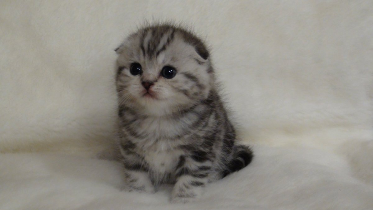 Манчкин котята вислоухие