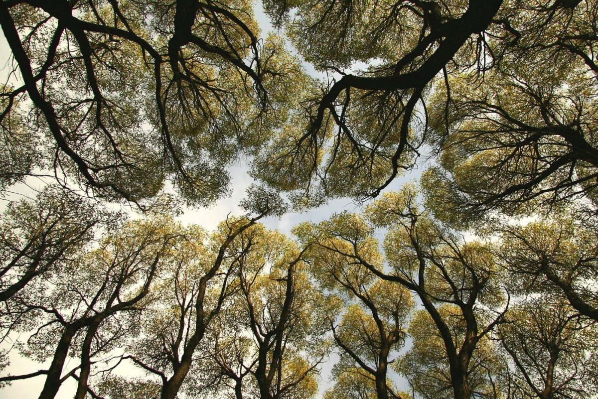 Стыдливая крона