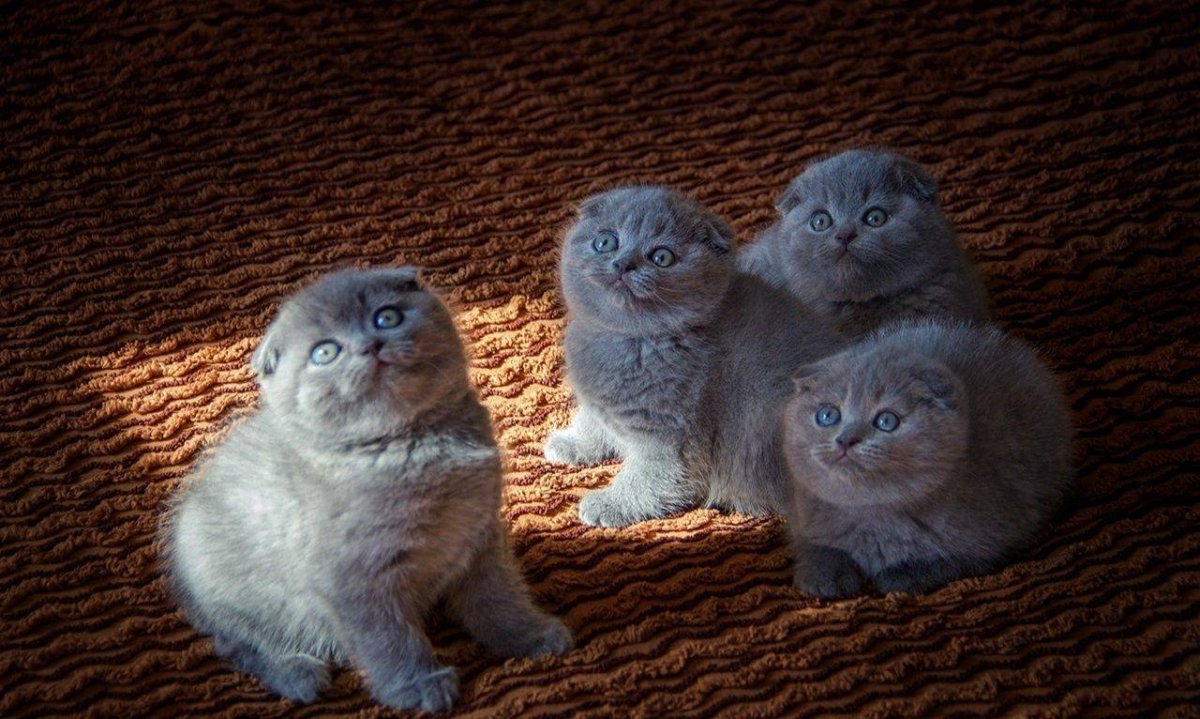 Шотландская вислоухая кошка