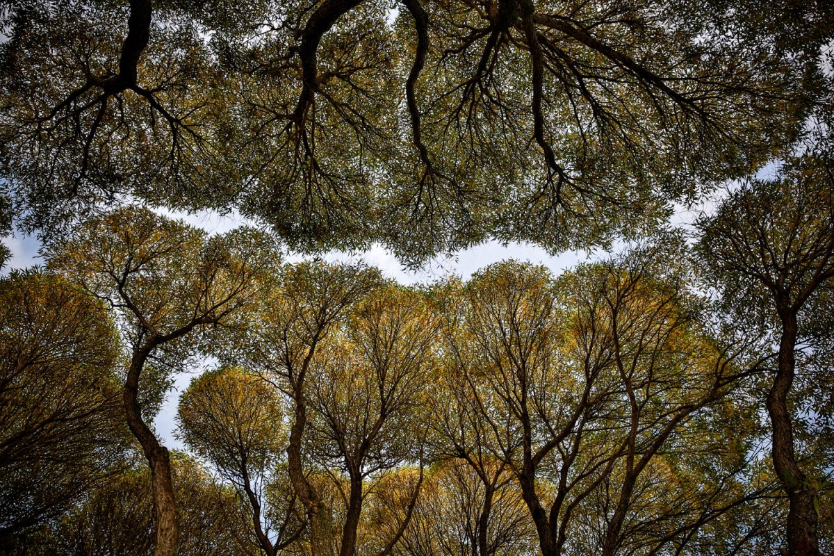 Береза снизу вверх