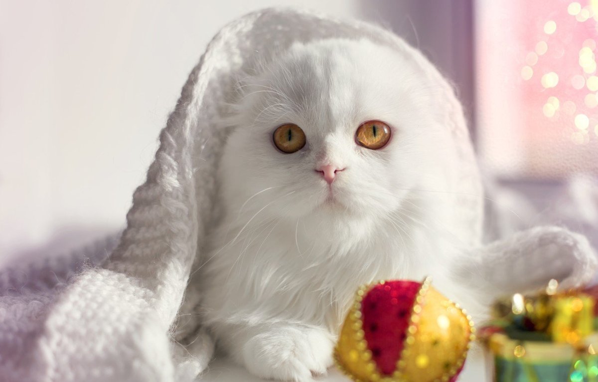 Вислоухий кот