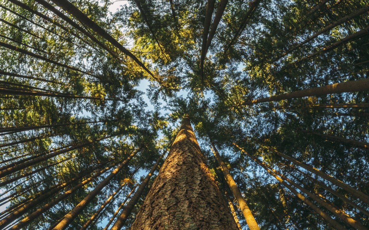 Застенчивость кроны