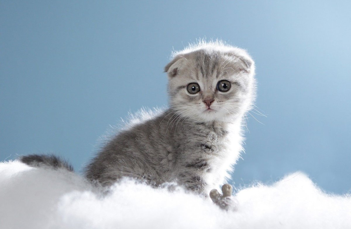 Шотландские вислоухие котята вискас