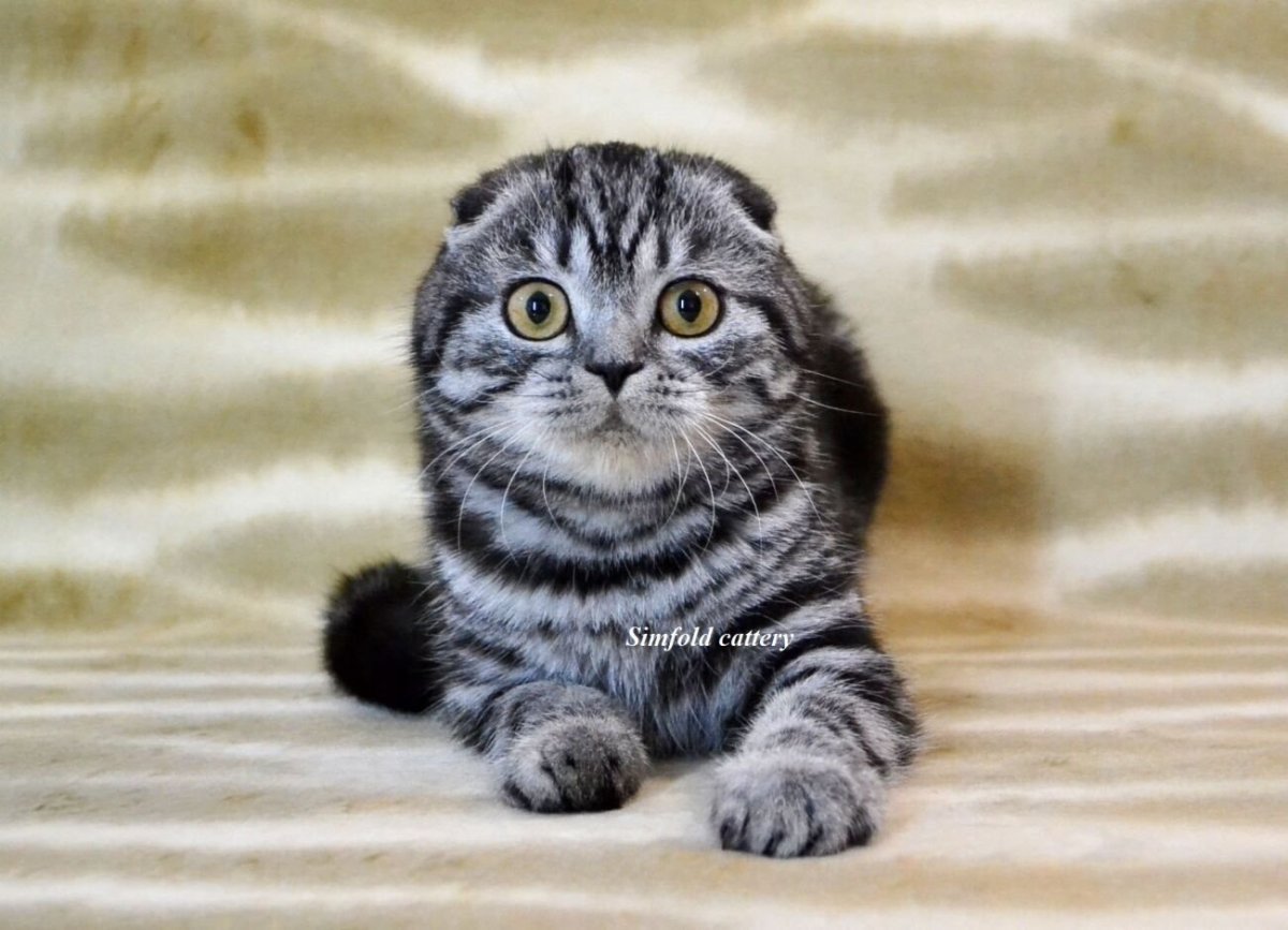Милые котята Шотландские вислоухие