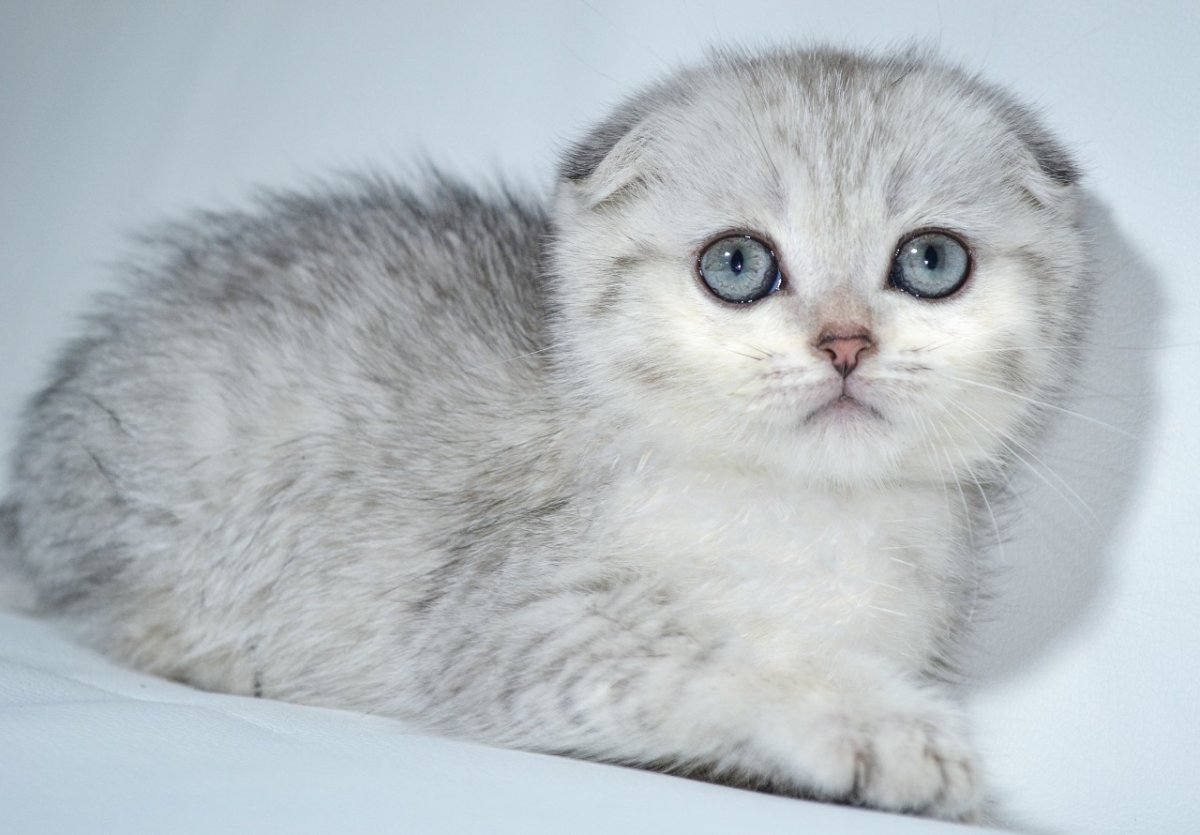 Шотландский вислоухий Манчкин кот