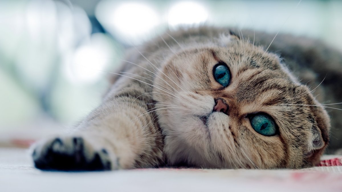 Белый вислоухий кот