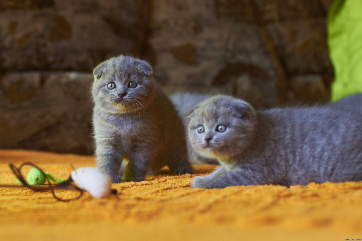 Вислоухий британец полосатый