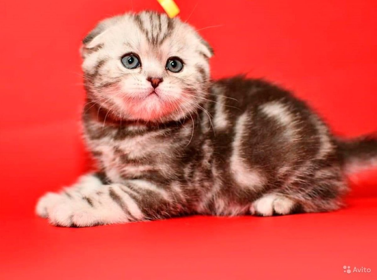 Шотландская вислоухая кошка шиншилла