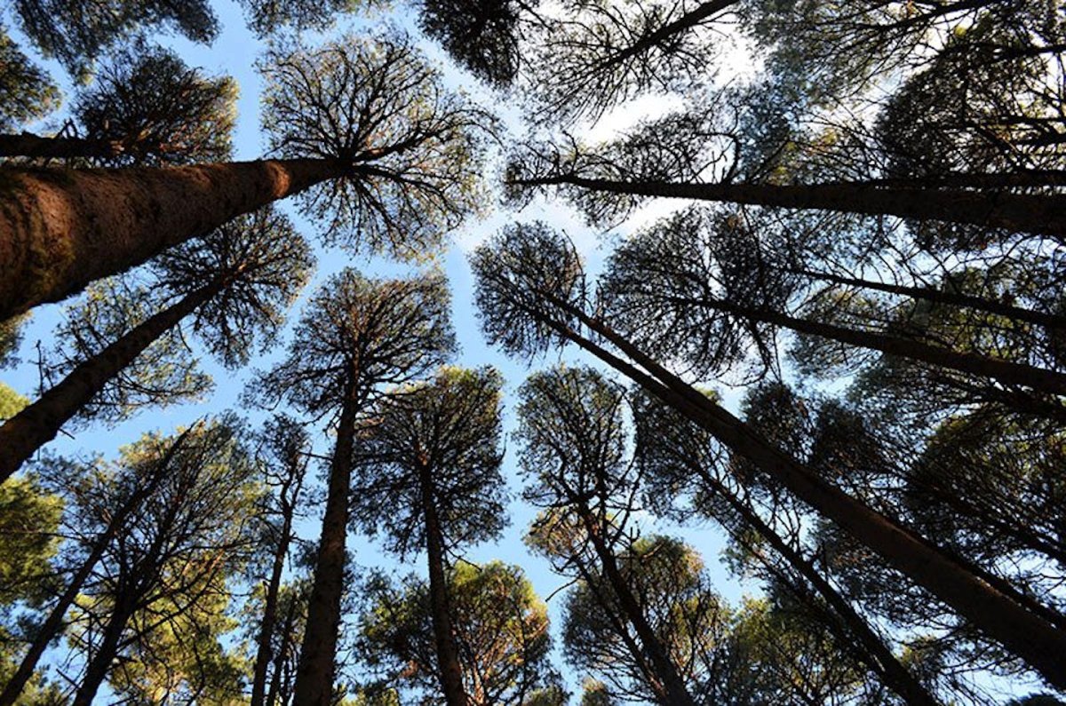 Гринвей сосны