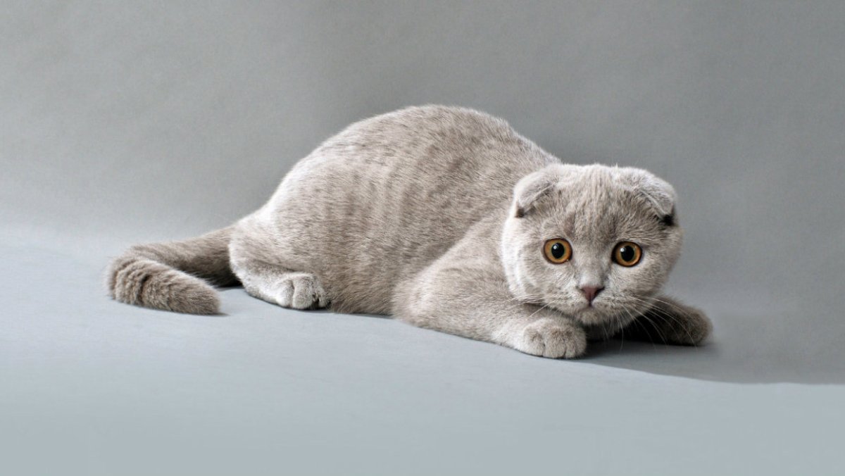 Шотландская вислоухая голубая