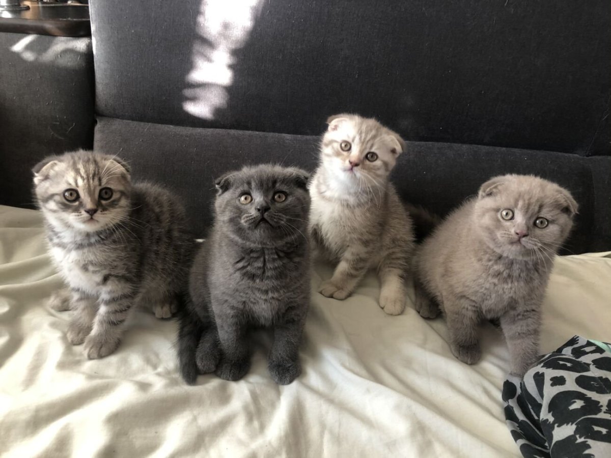 Котята скоттиш фолд маленькие