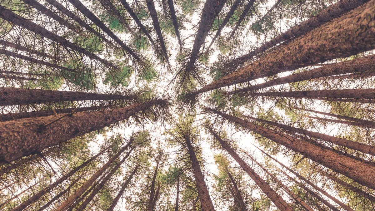 Стыдливая крона