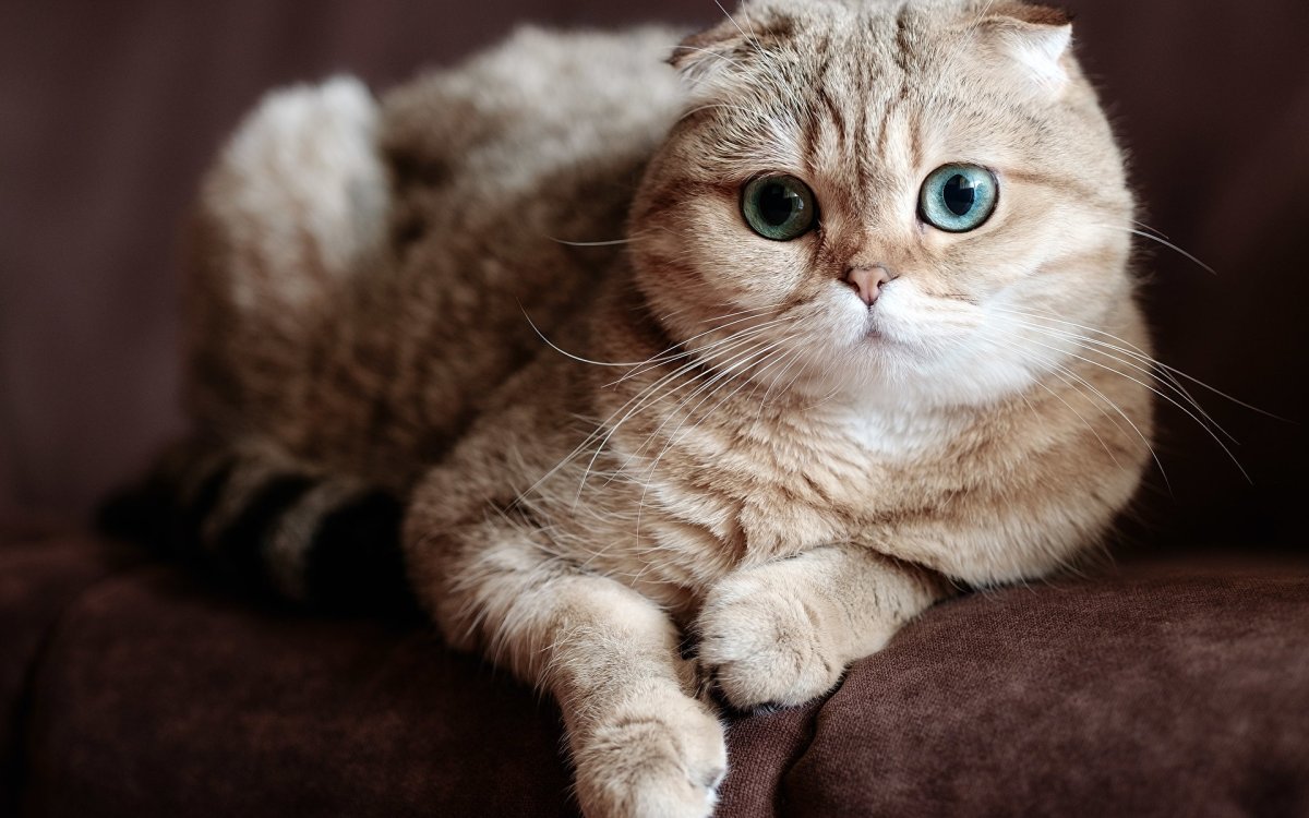 Шотландские вислоухие котята