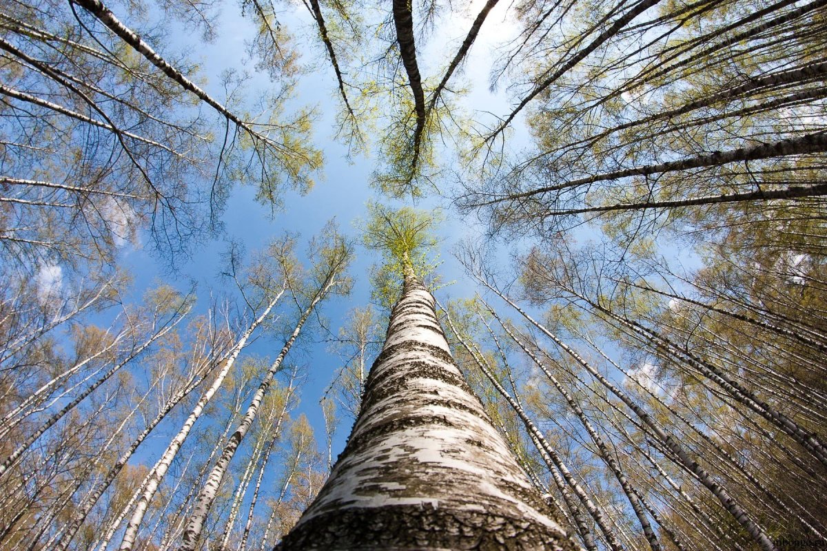 Застенчивость крон