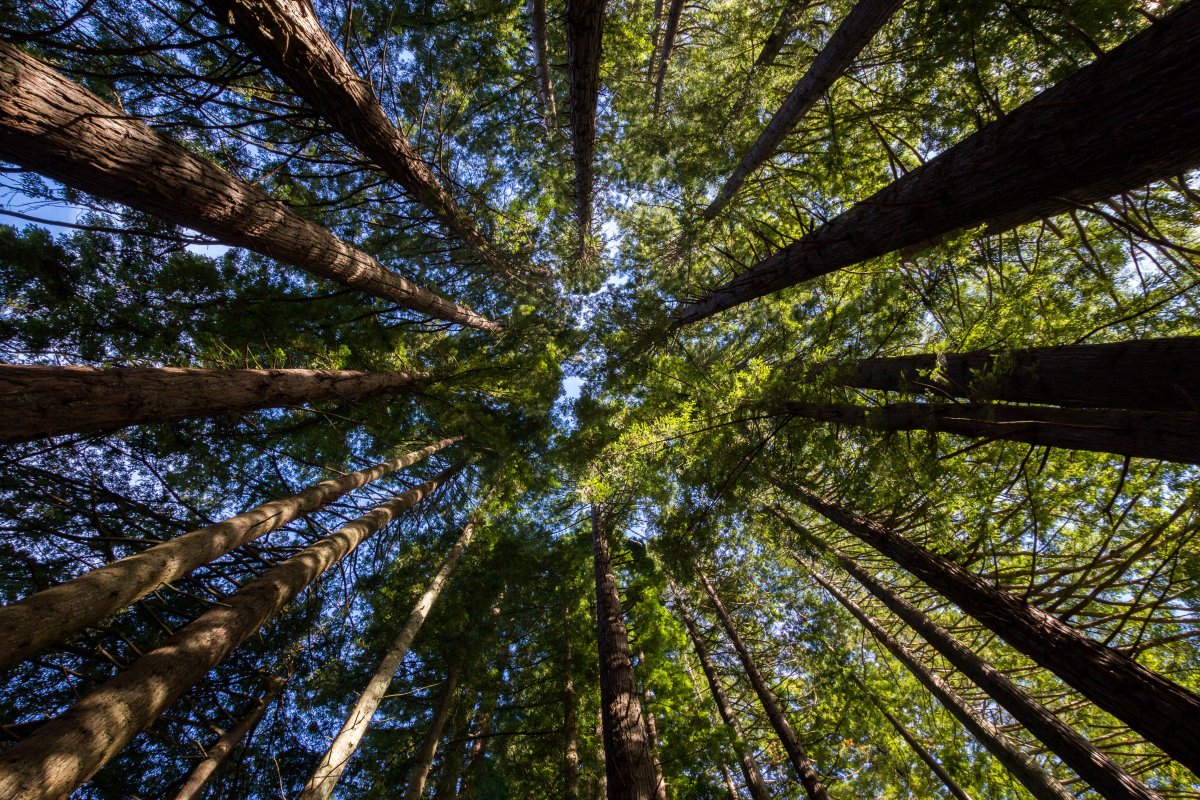 Сосны снизу вверх
