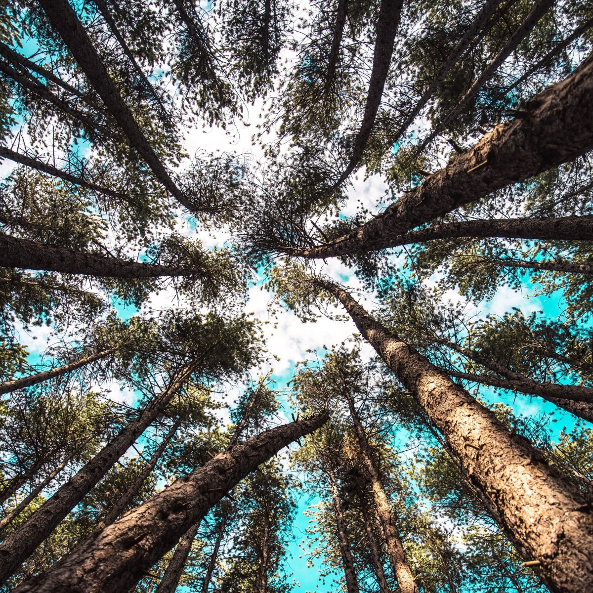 Небо сквозь деревья