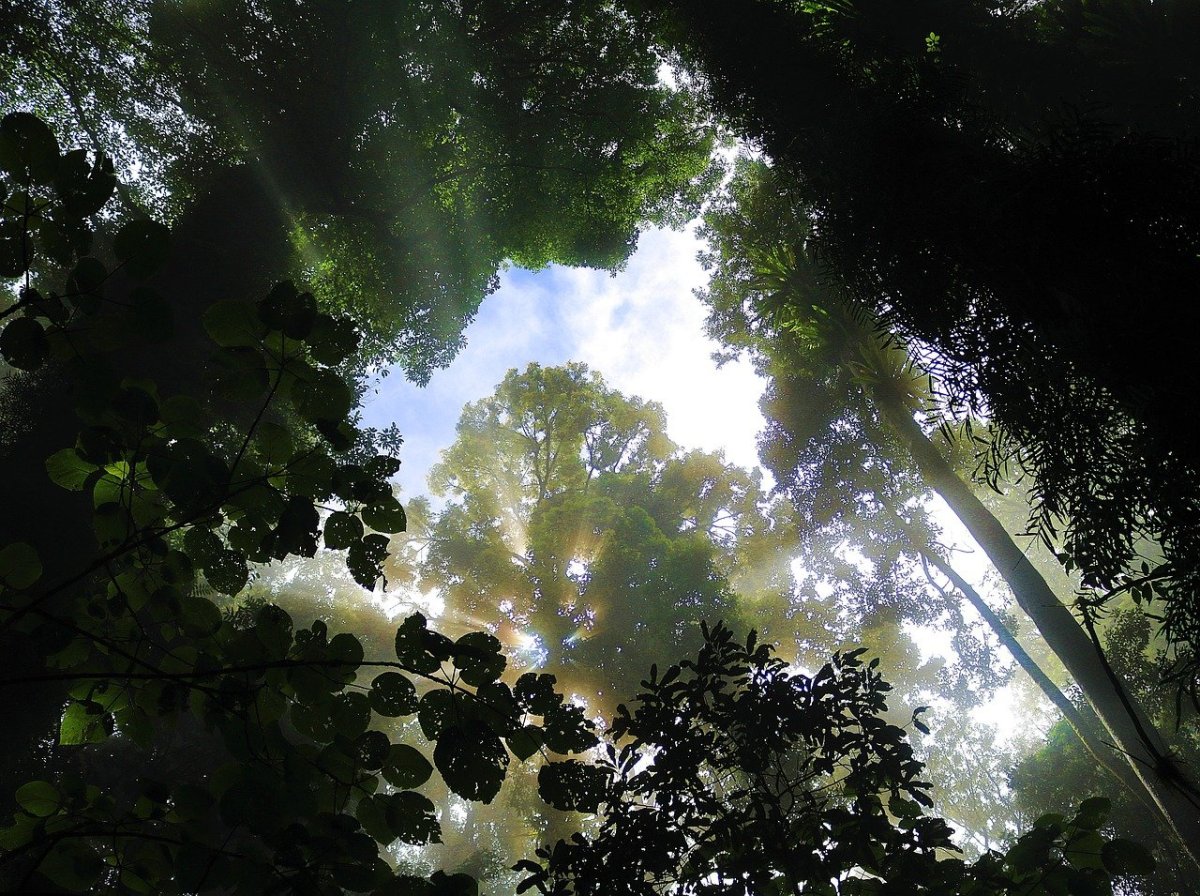 Дерево снизу вверх