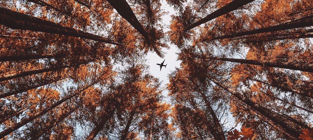 Небо кроны деревьев солнце снизу вверх