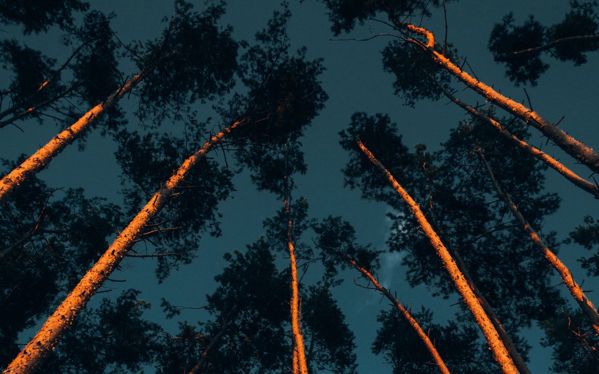 Небо кроны деревьев солнце снизу вверх