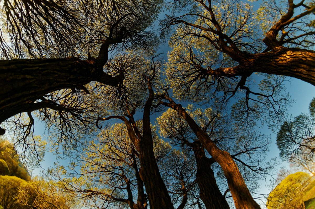 Застенчивость крон