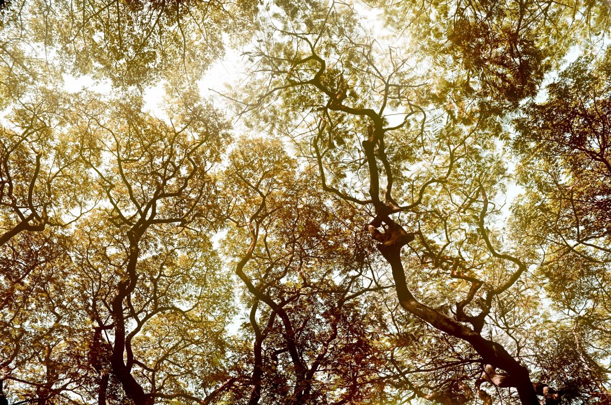 Крона дерева