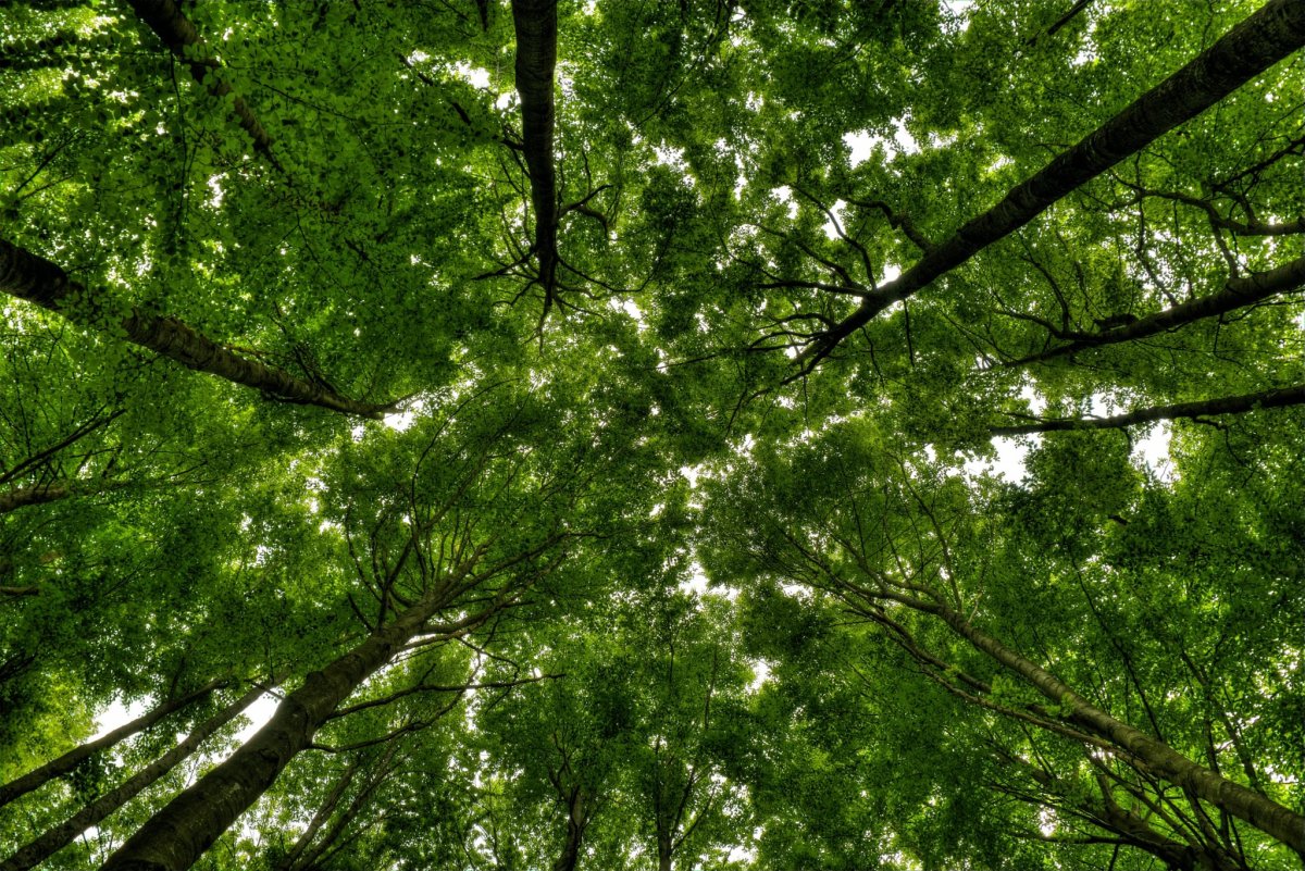 Крона дерева снизу