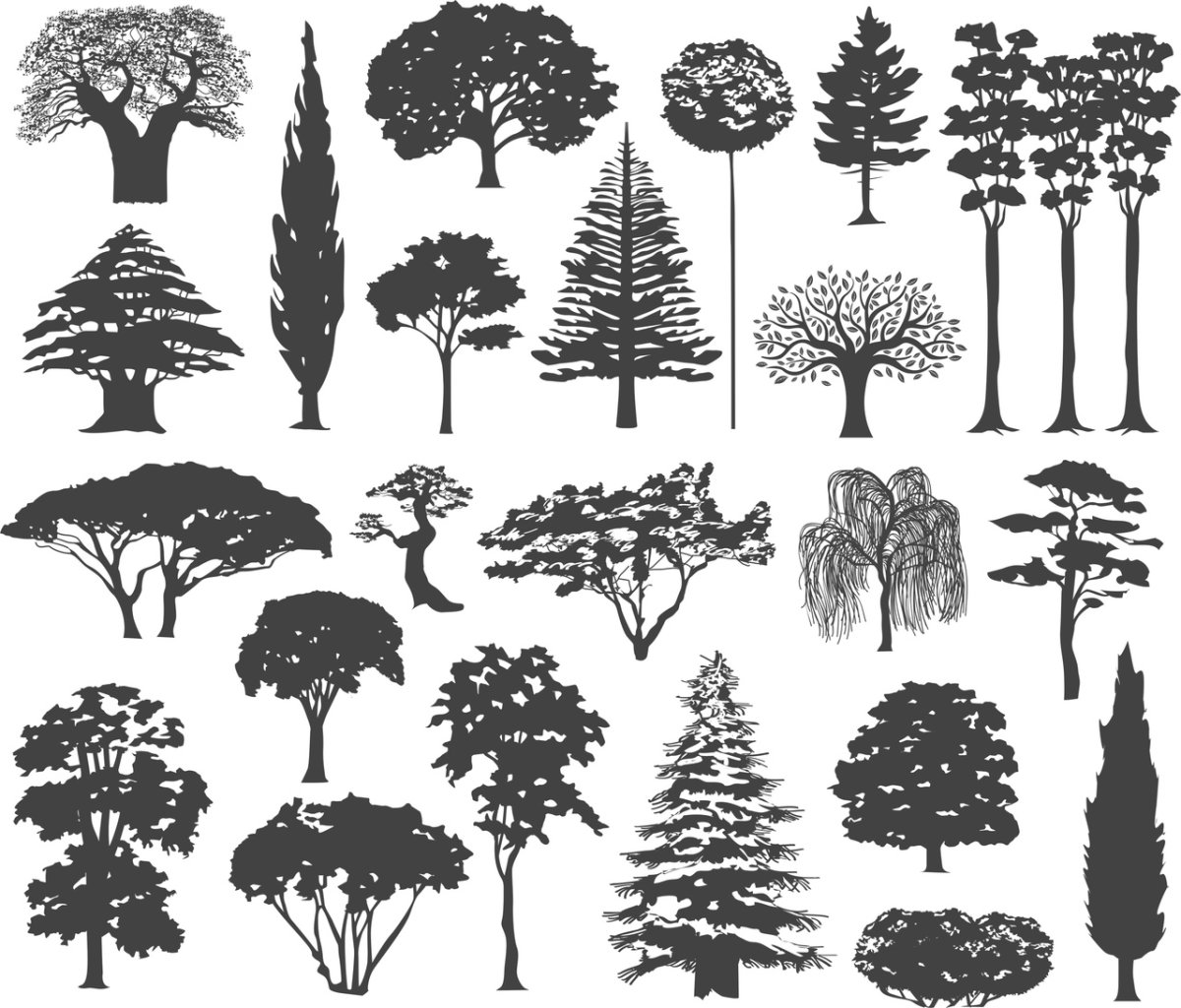 Кроны деревьев снизу вверх