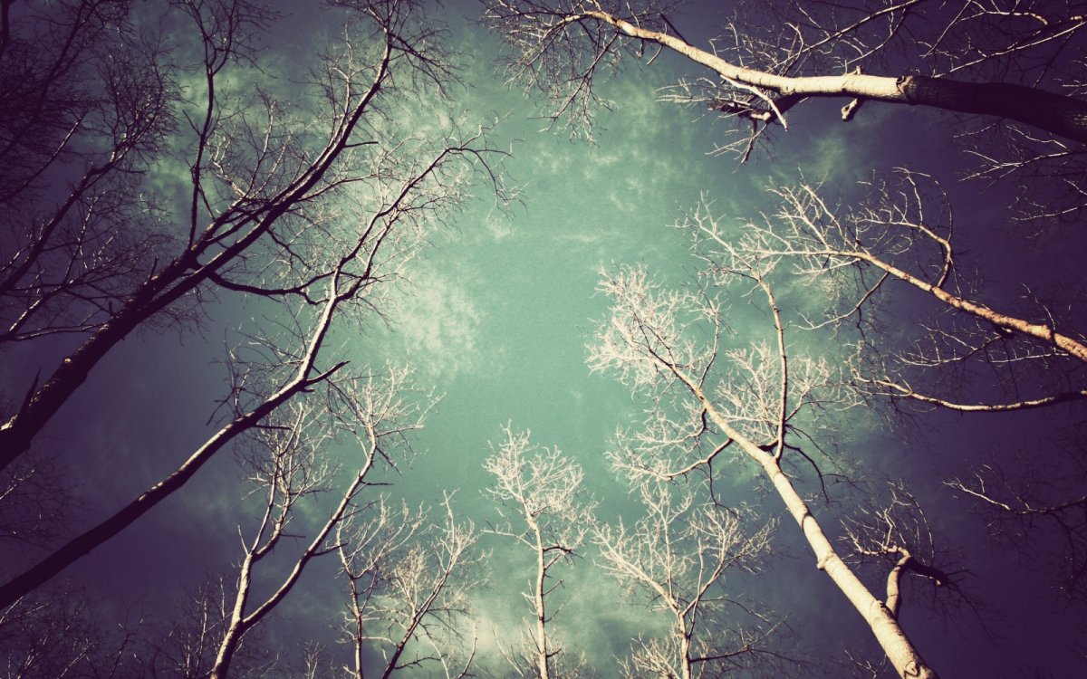 Застенчивость крон