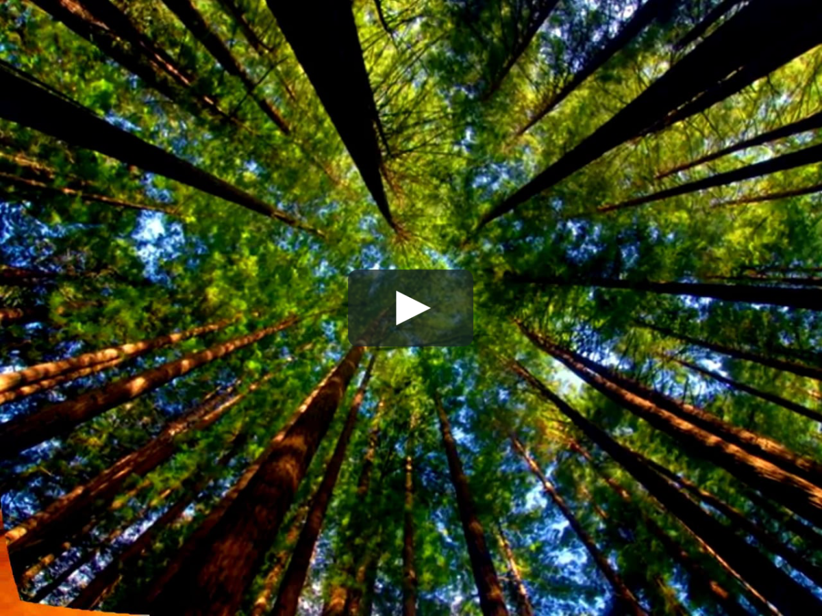 Таежный лес снизу вверх