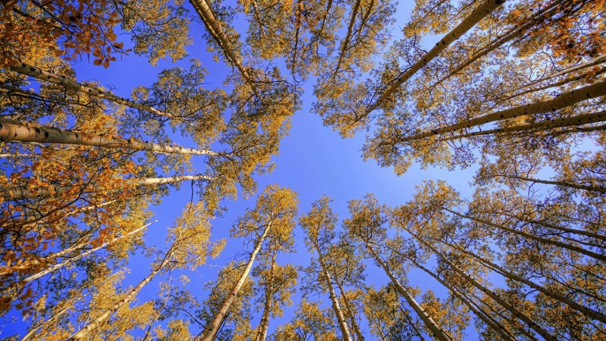 Небо сквозь сосны