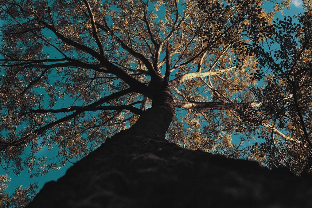 Кроны деревьев сверху