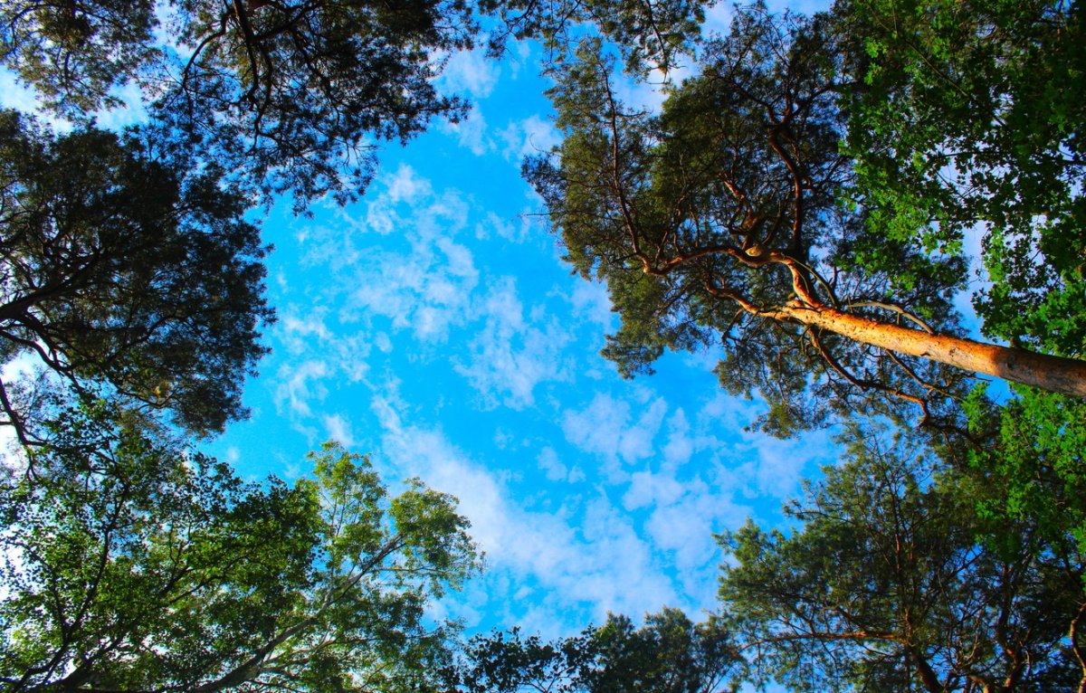 Лес вид снизу