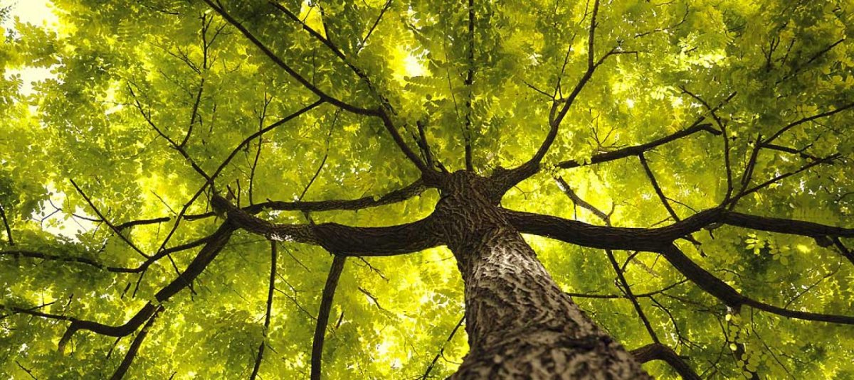 Силуэт дерева