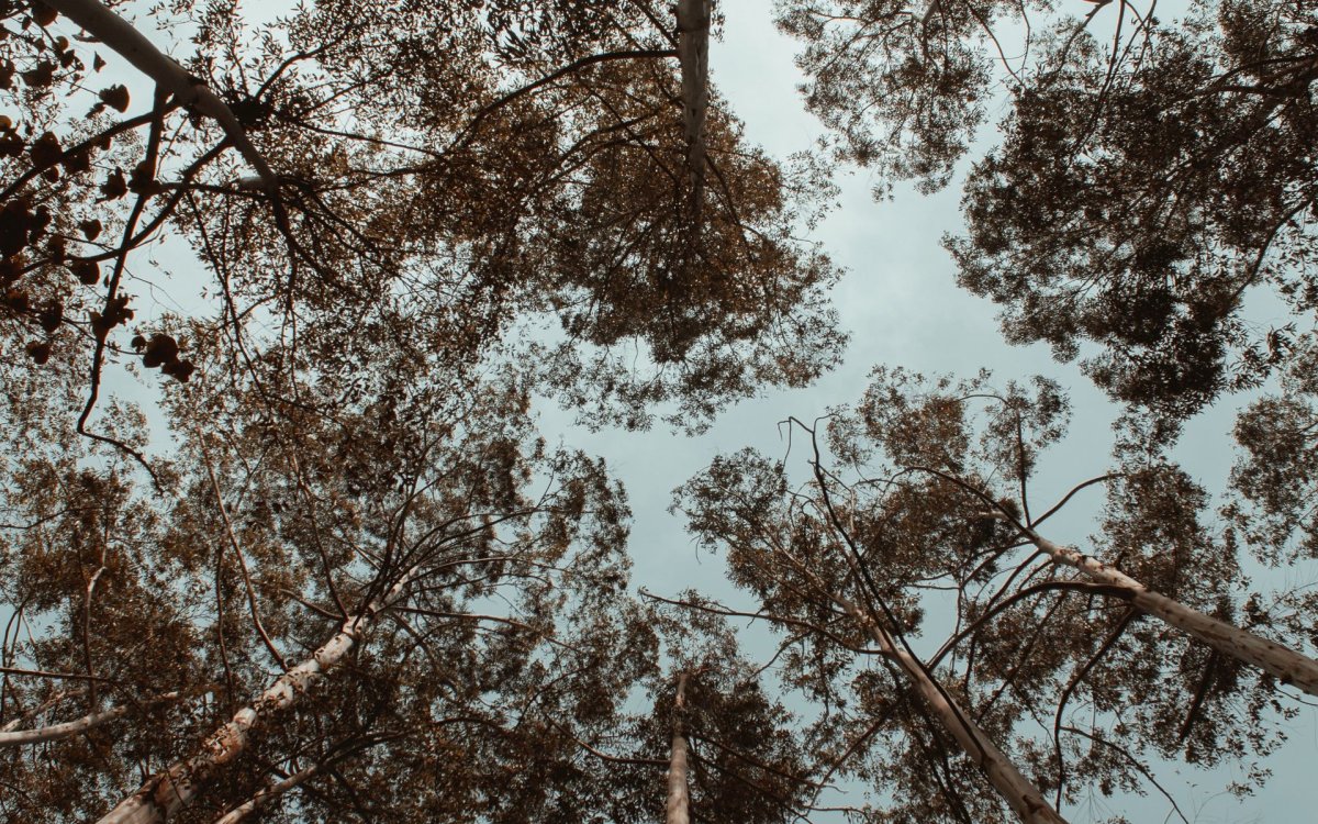 Внутри кроны дерева