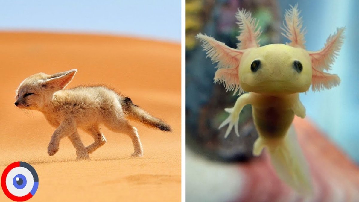 Самые милые существа на нашей планете