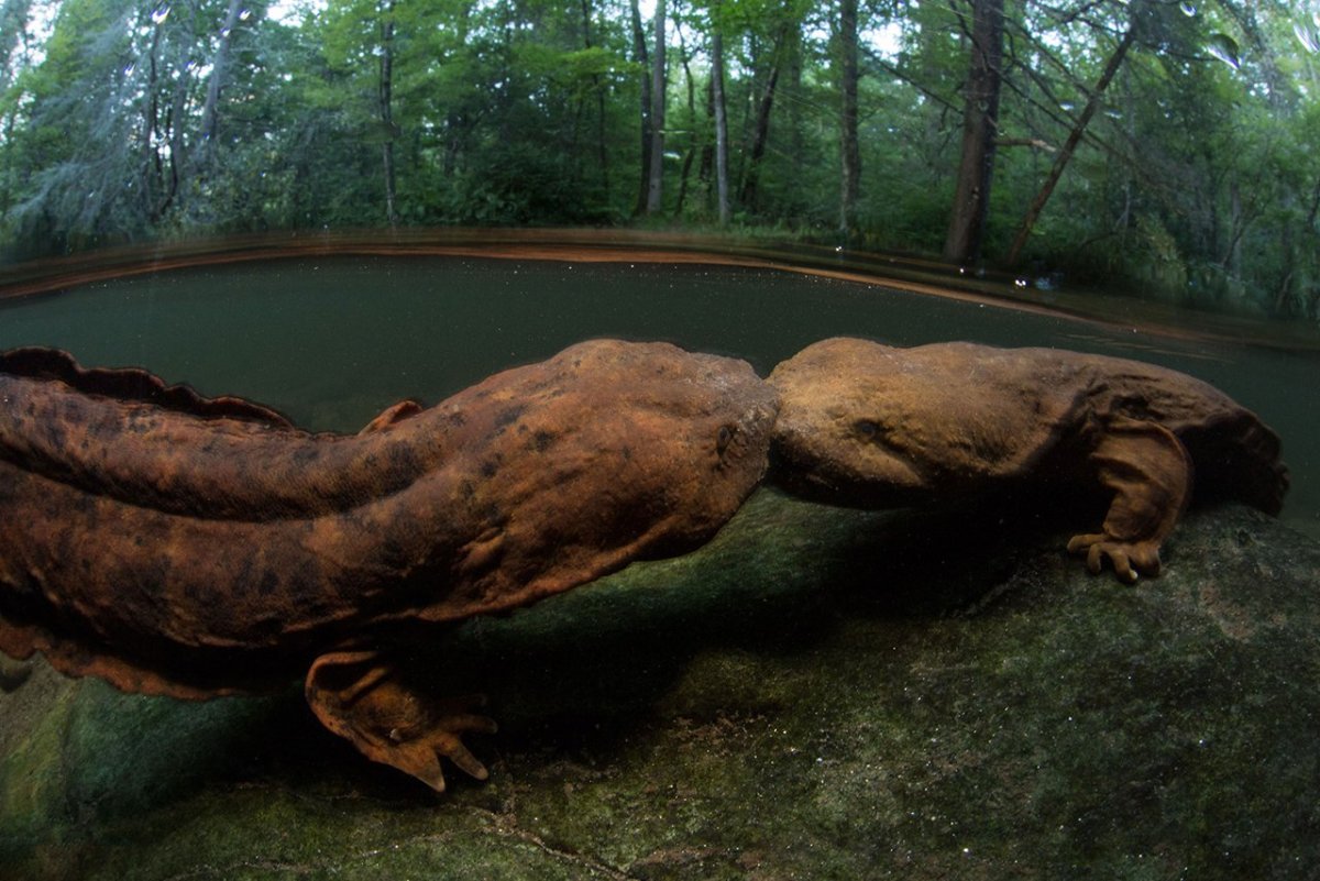 Китайская исполинская саламандра