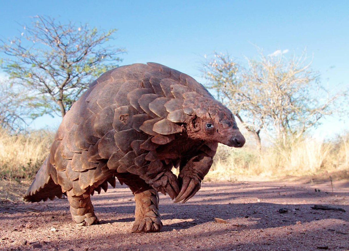 Морские звери