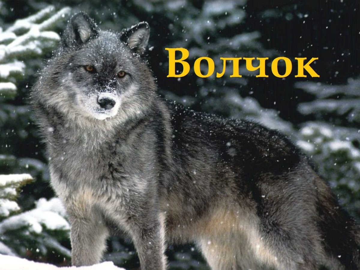 Волчок игрушка для детей