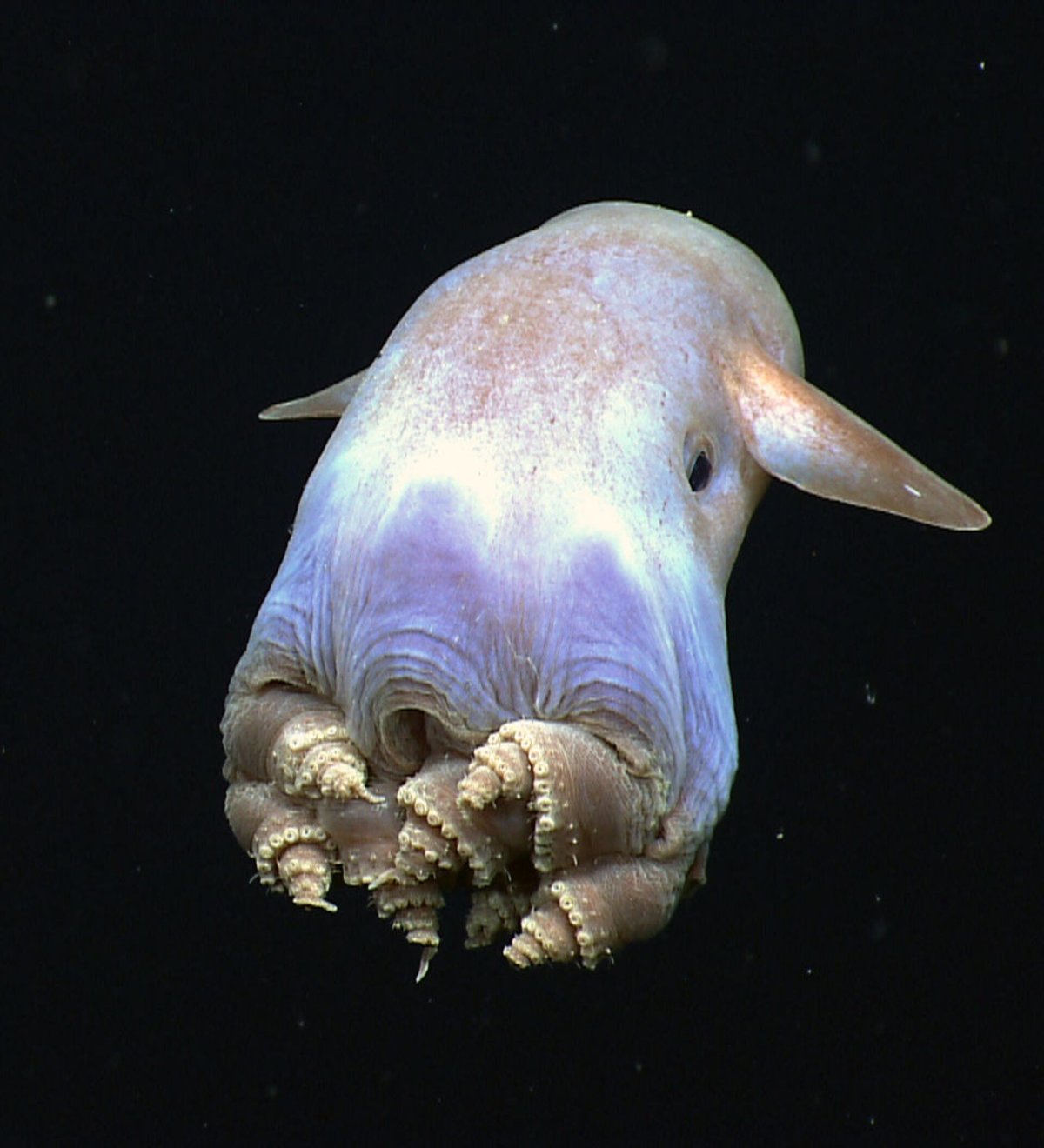 Трионикс альбинос