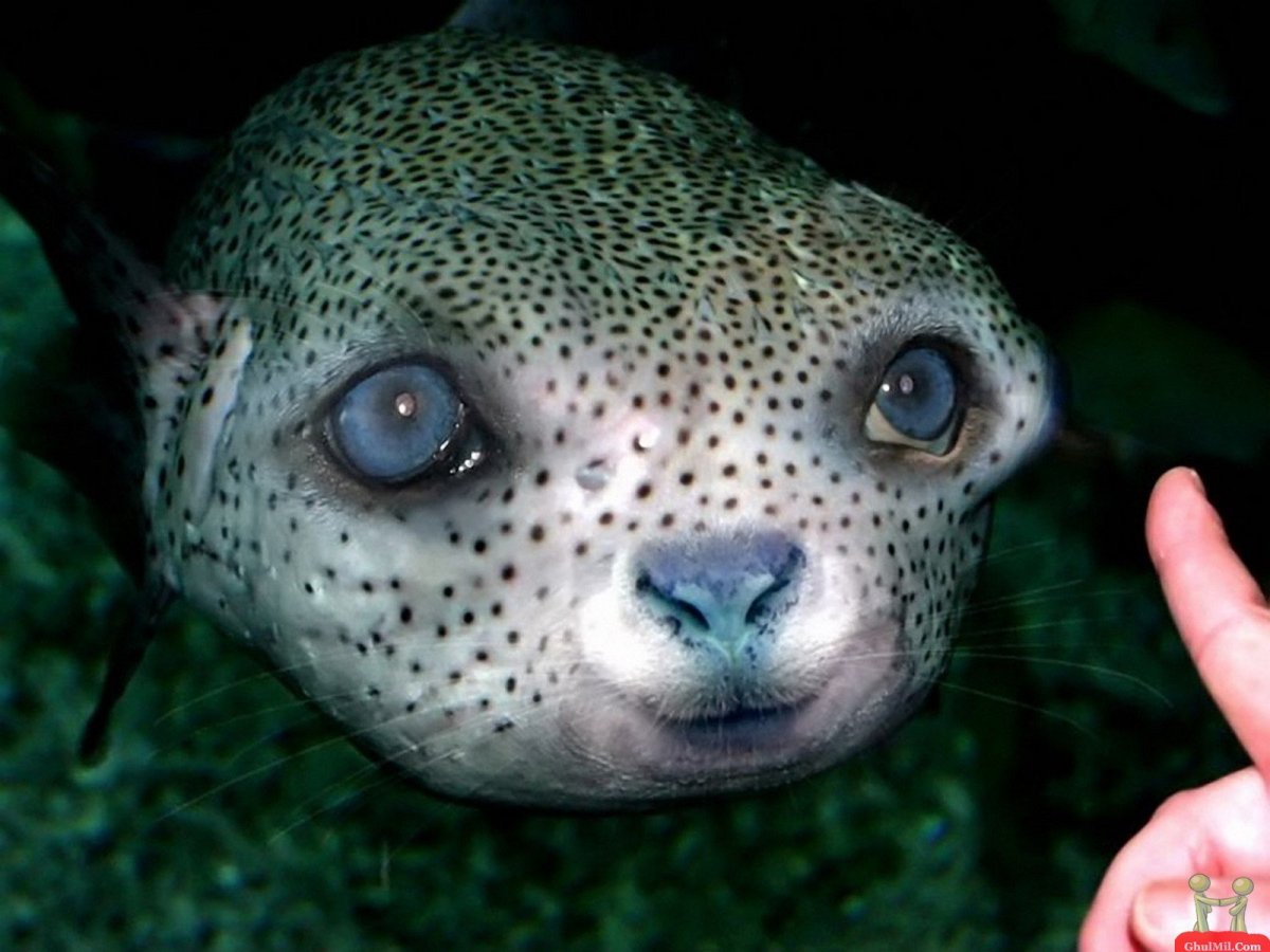 Пучебрюхий грибожуй