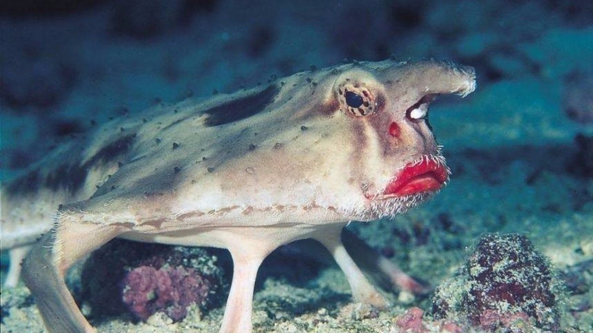 Панголин покемон