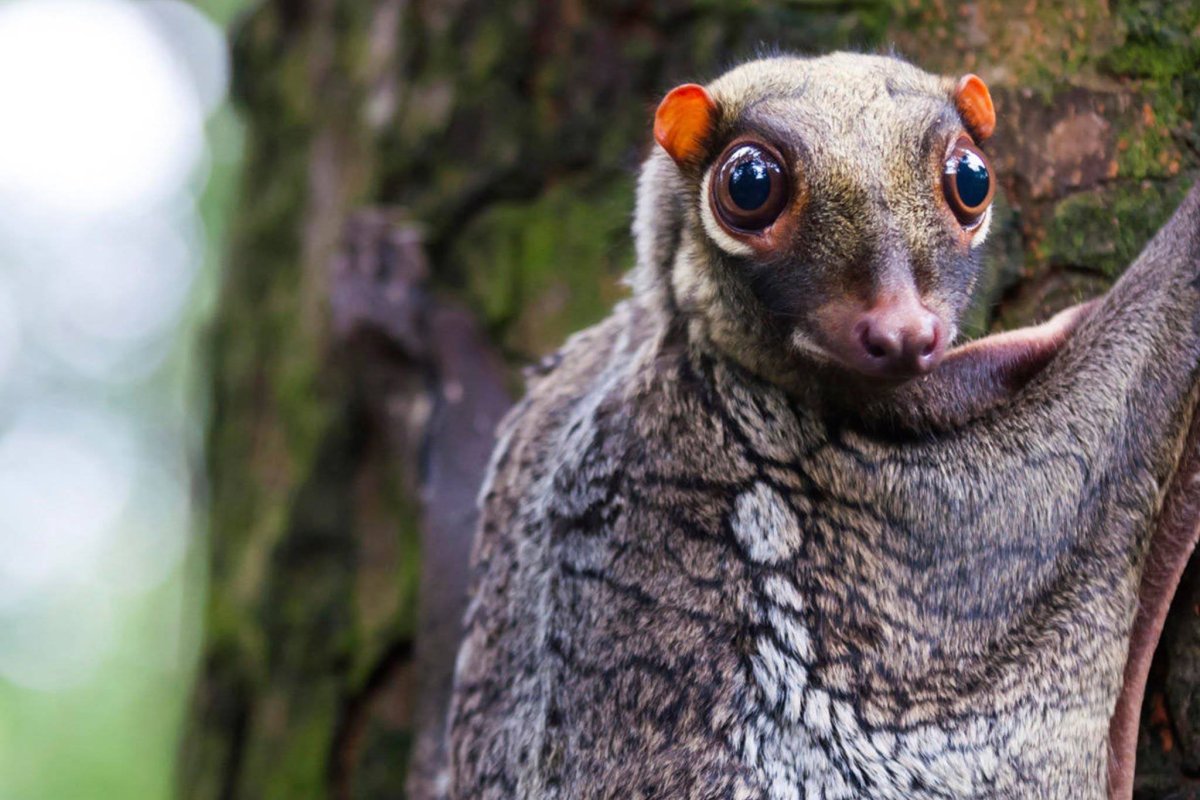 Животные Эллен Джеветт