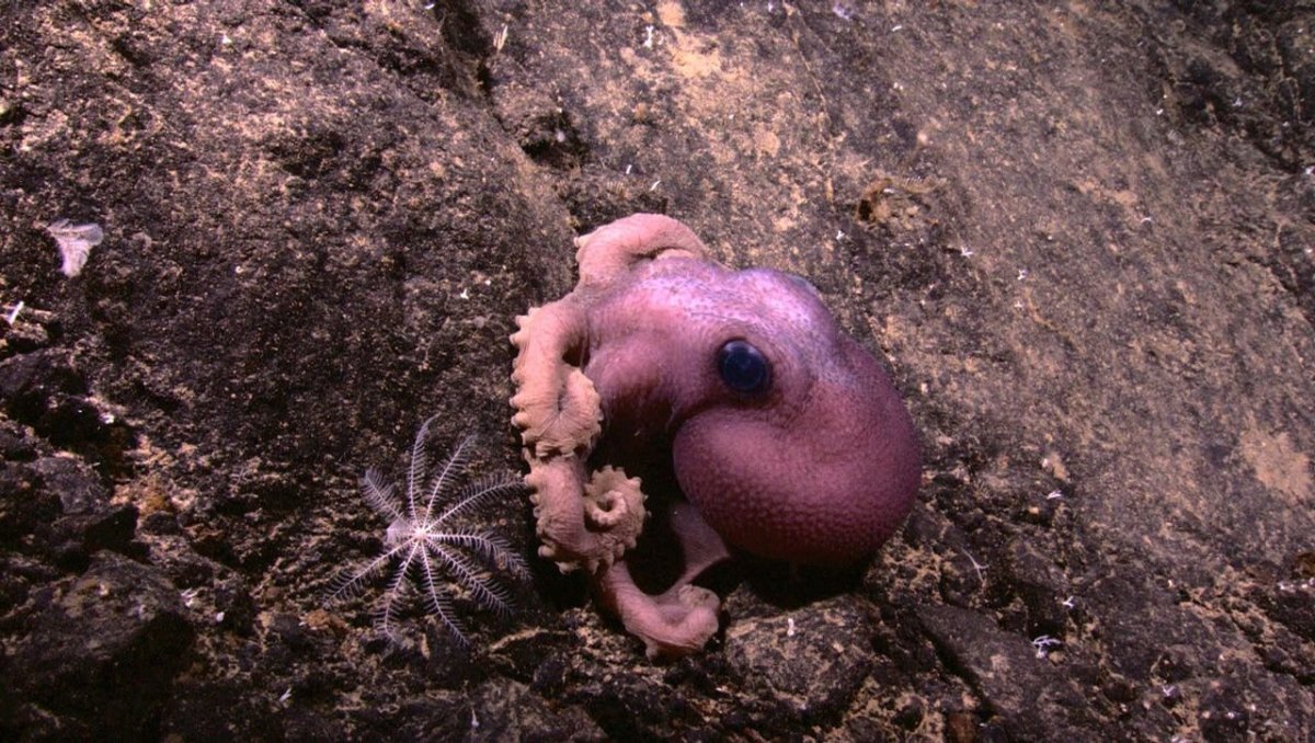 Неизвестные морские животные