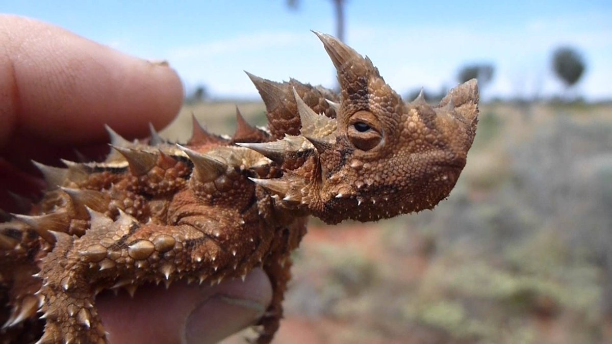 Ящерица Молох дракон