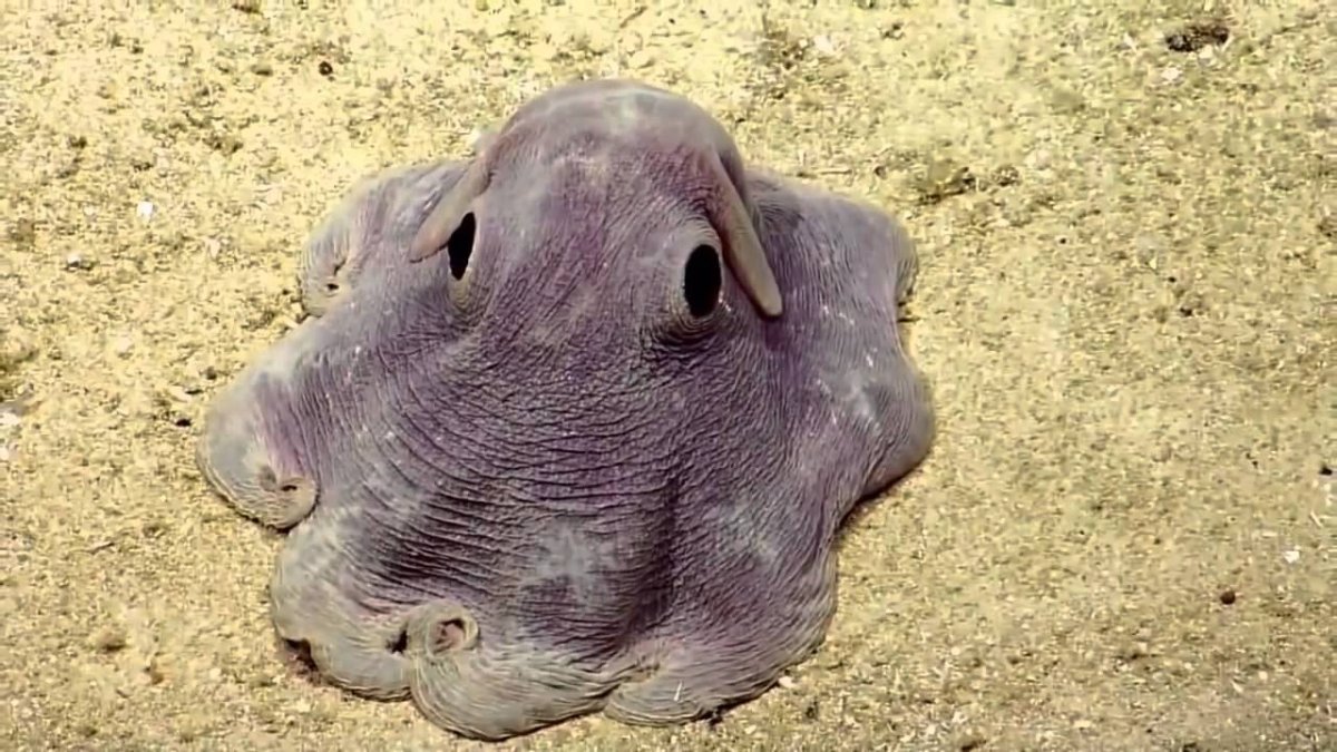 Осьминог Дамбо Grimpoteuthis