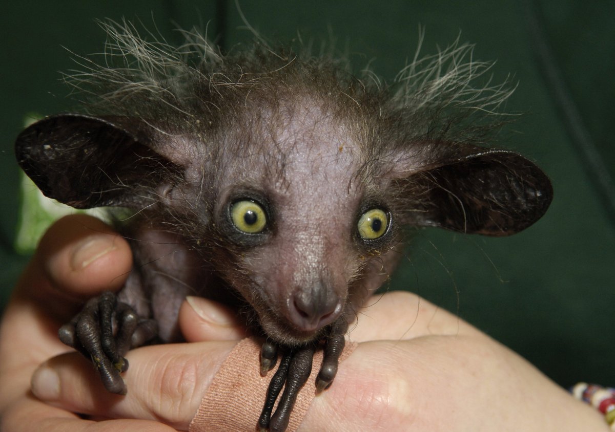 Картинки неизвестных животных