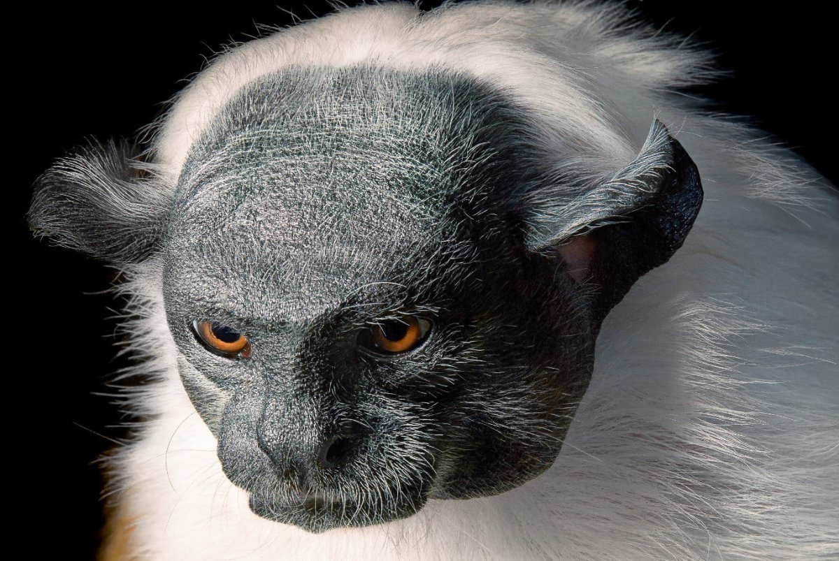 Пегий Тамарин фото