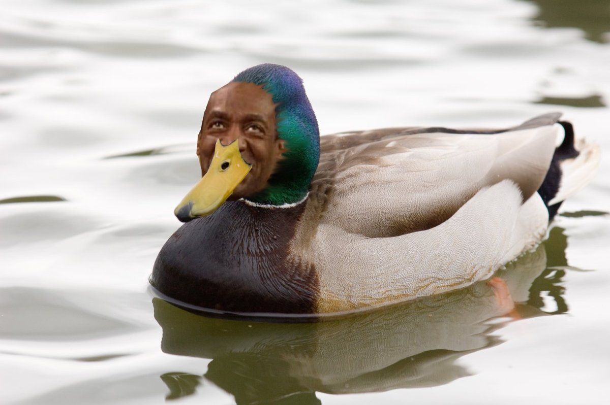 Утка Перелетная птица