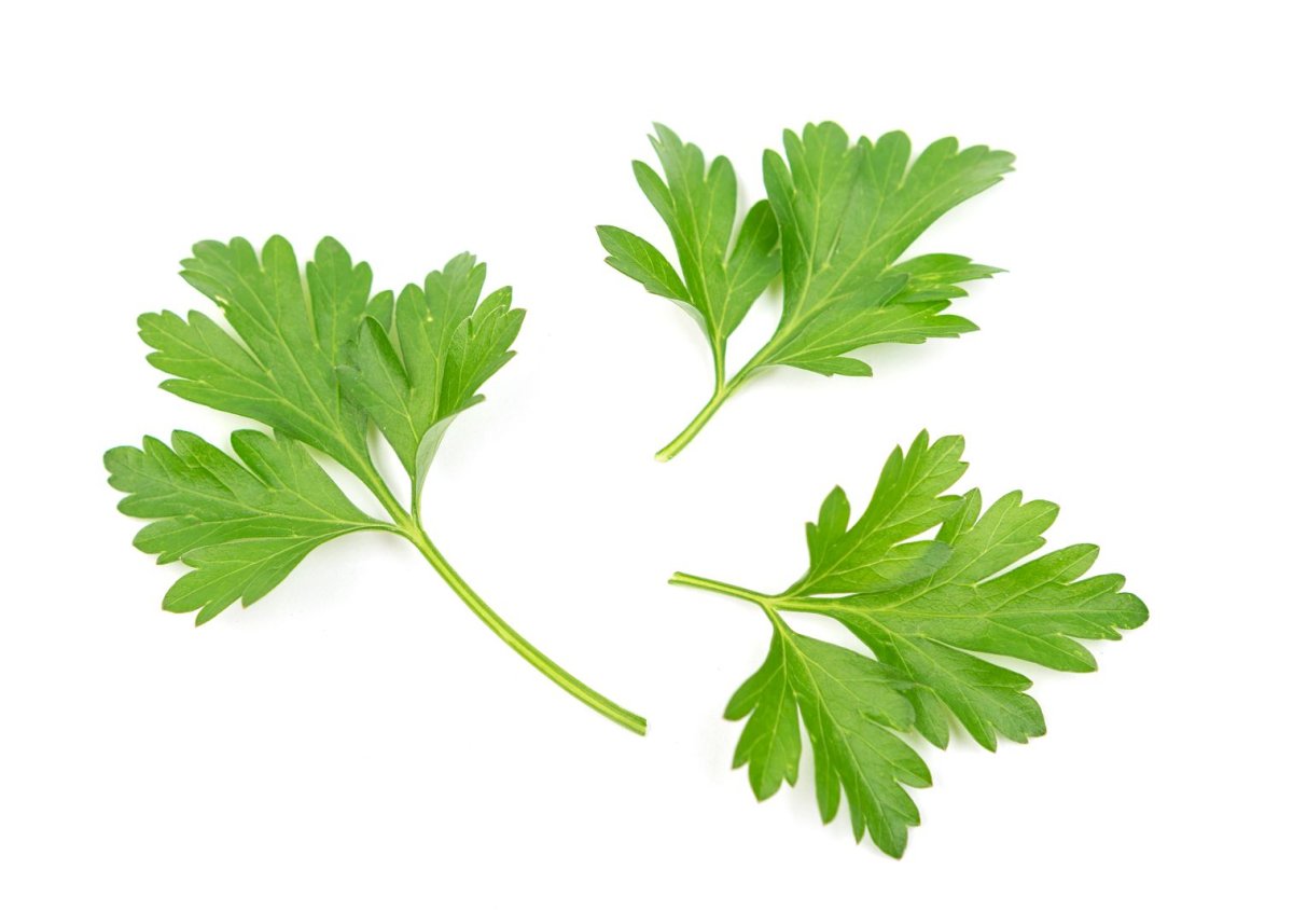Лист петрушки на белом фоне