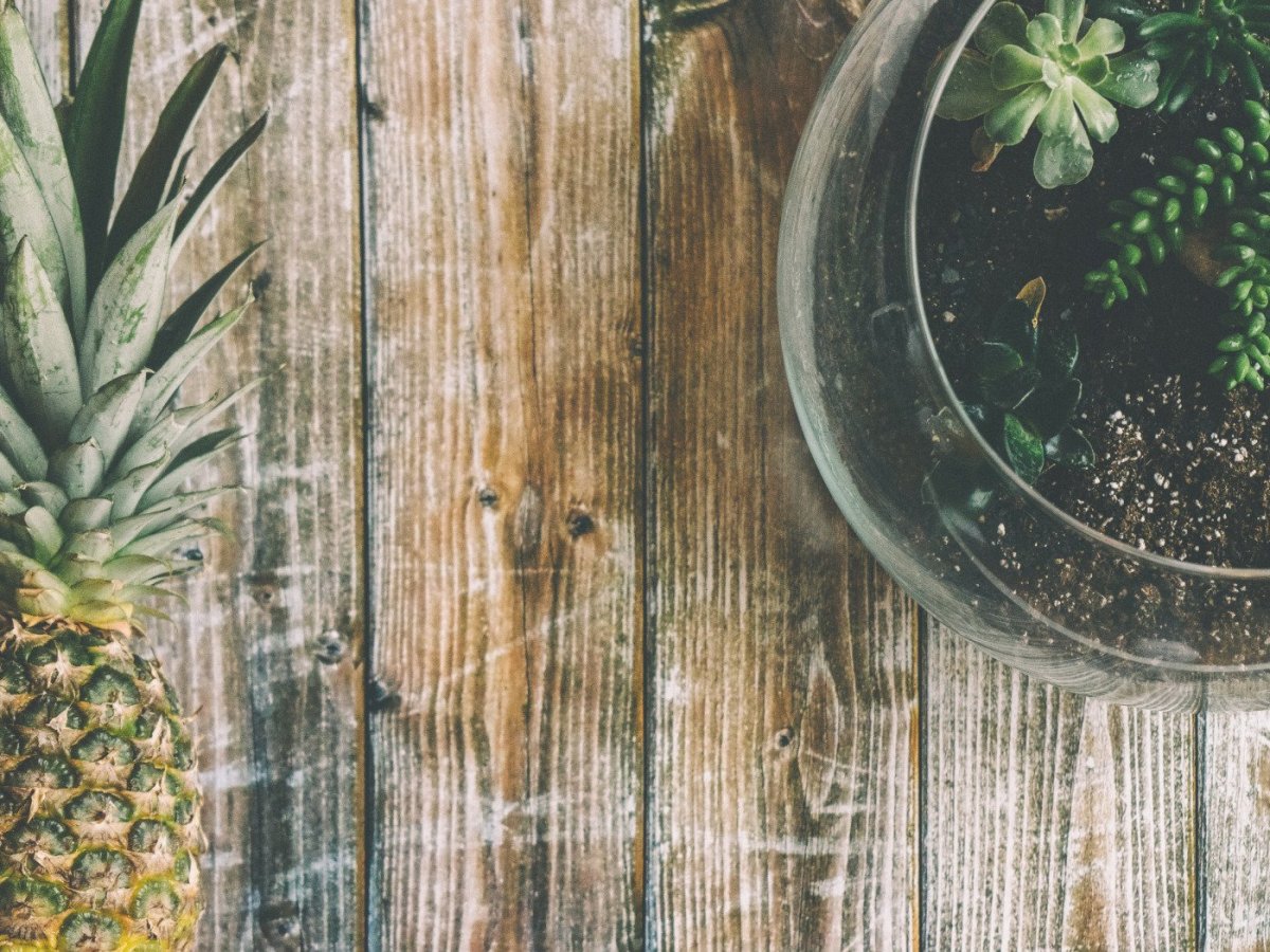 Фон Суккуленты кактусы